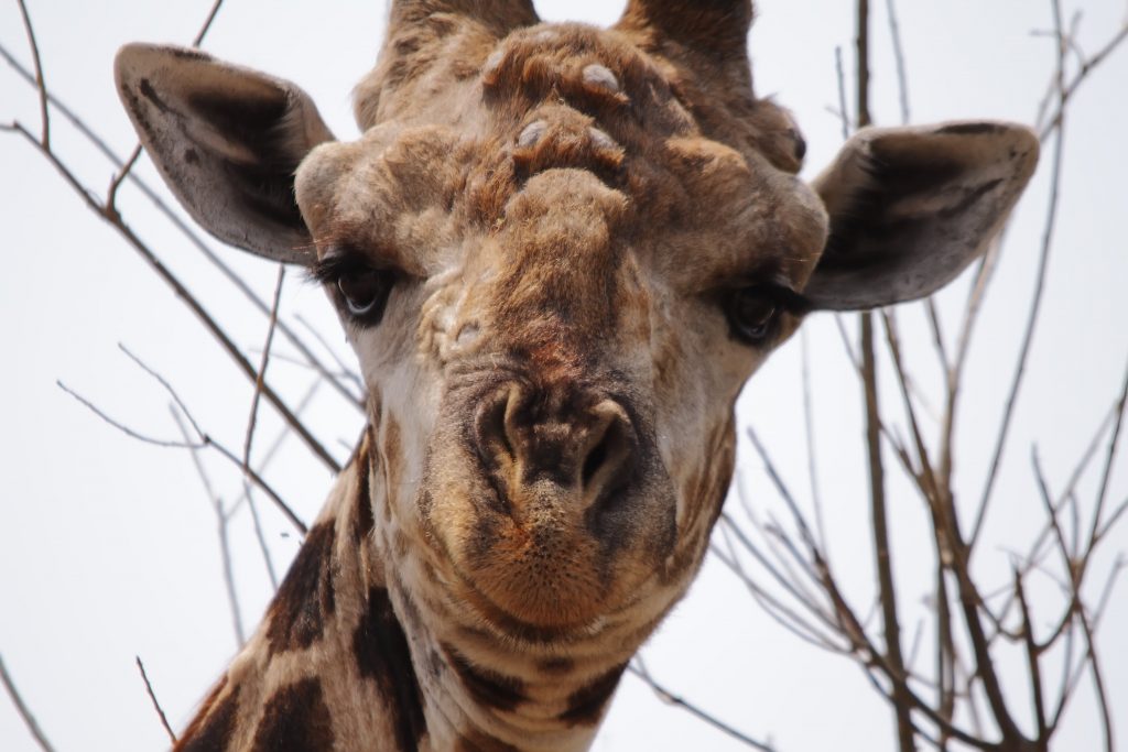 giraffe birdie in sharjah safari park