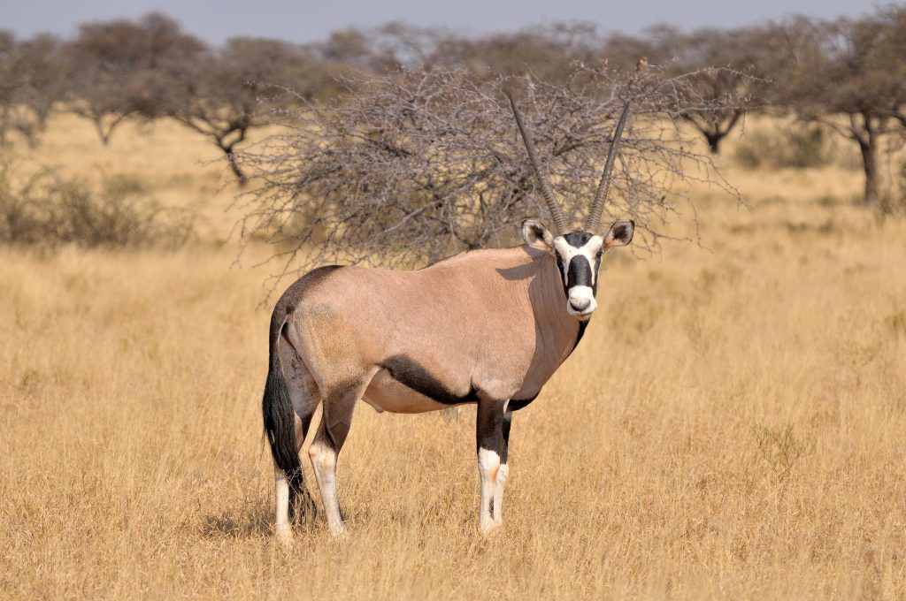 an oryx at sharjah safari park