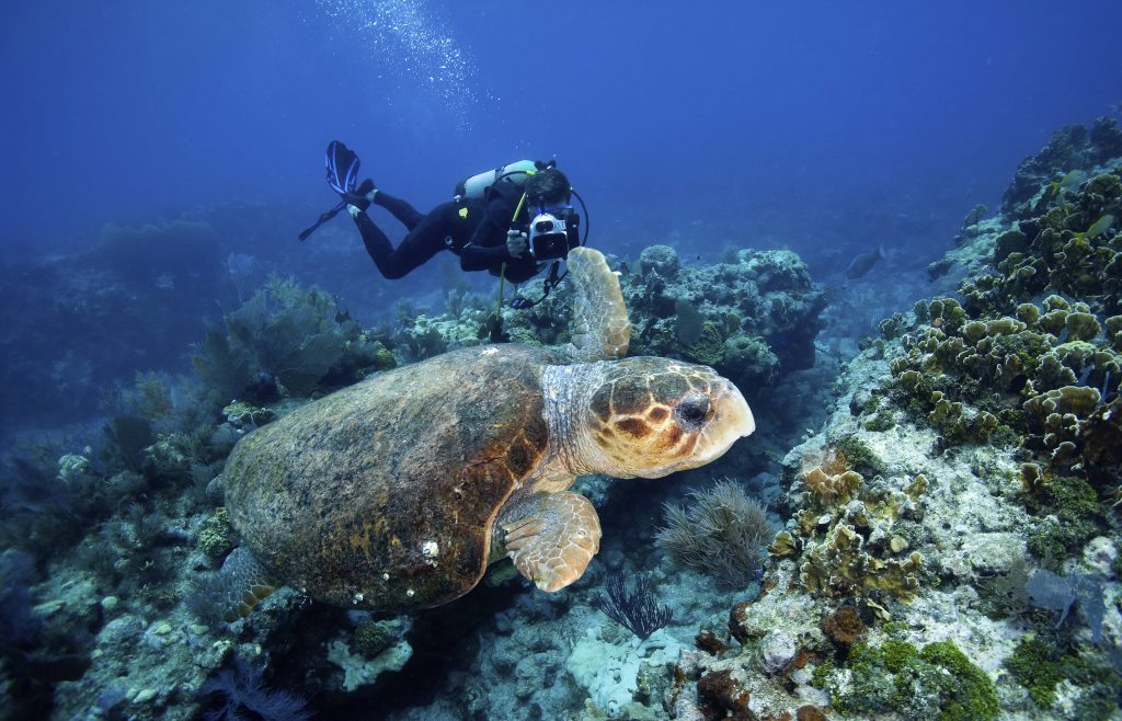 scuba diver swimming with turtle