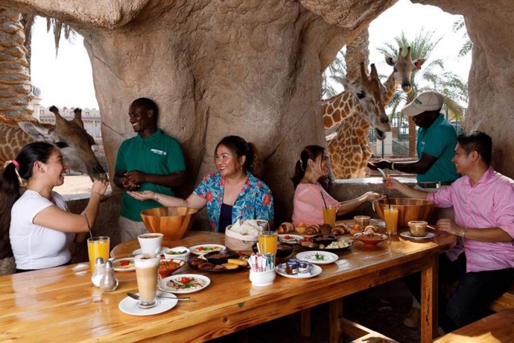 breakfast with girrafes at emirates zoo abu dhabi
