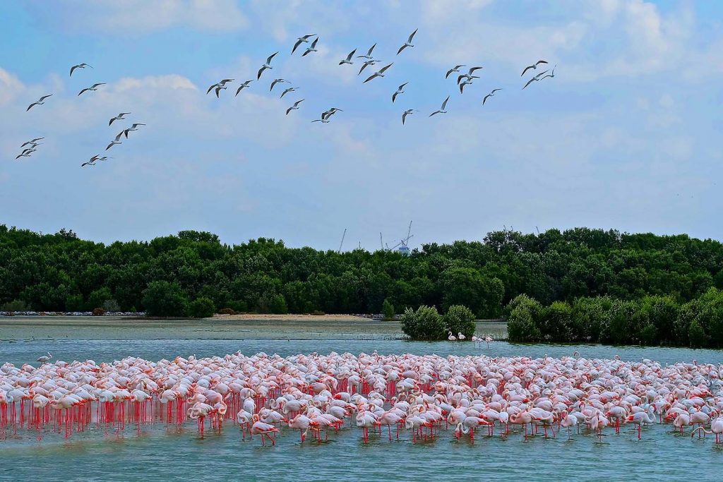 ras al khor flamingo sanctuary