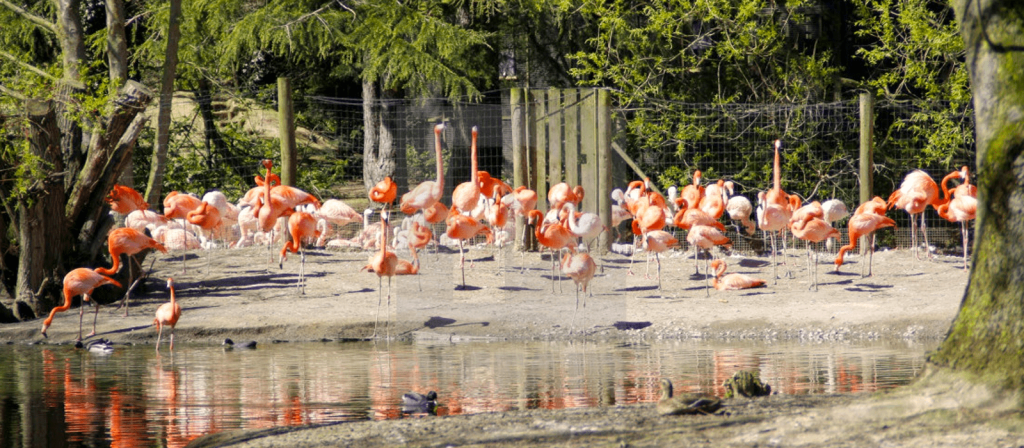 flamingo park to see while visiting emirates park zoo