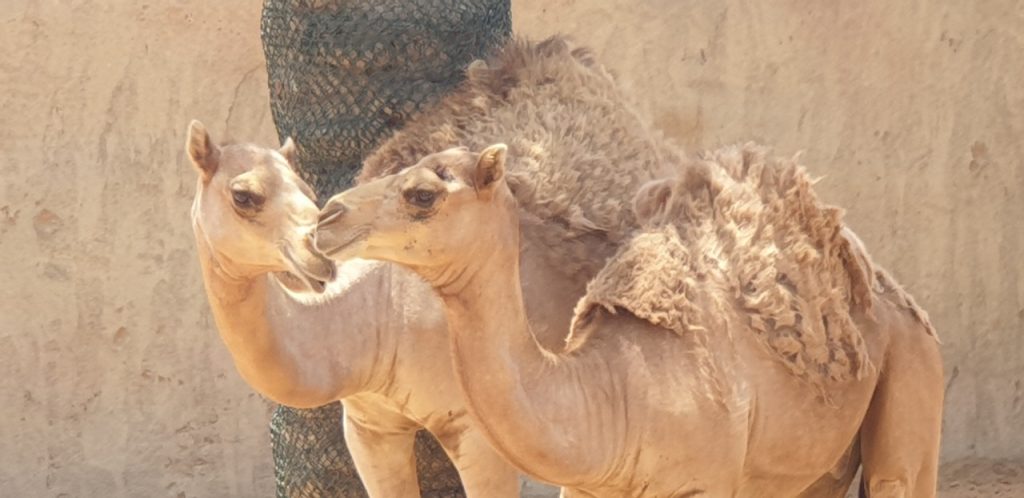 camel farm at emirates zoo