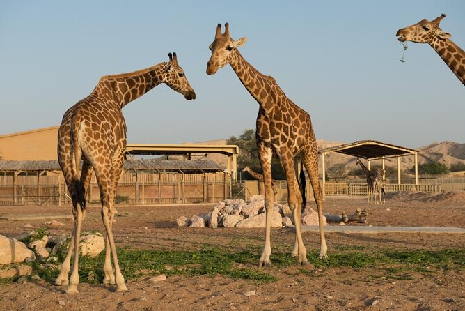 giraffe park 
