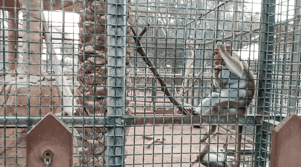 primates enclosure