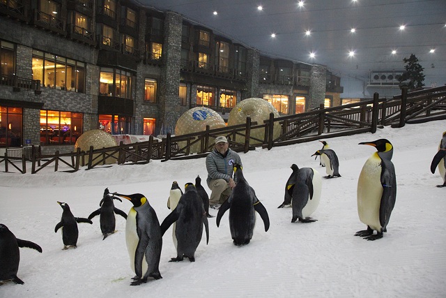 penguins at ski dubai